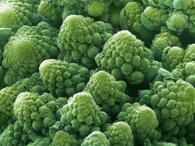 Cauliflower under microscope